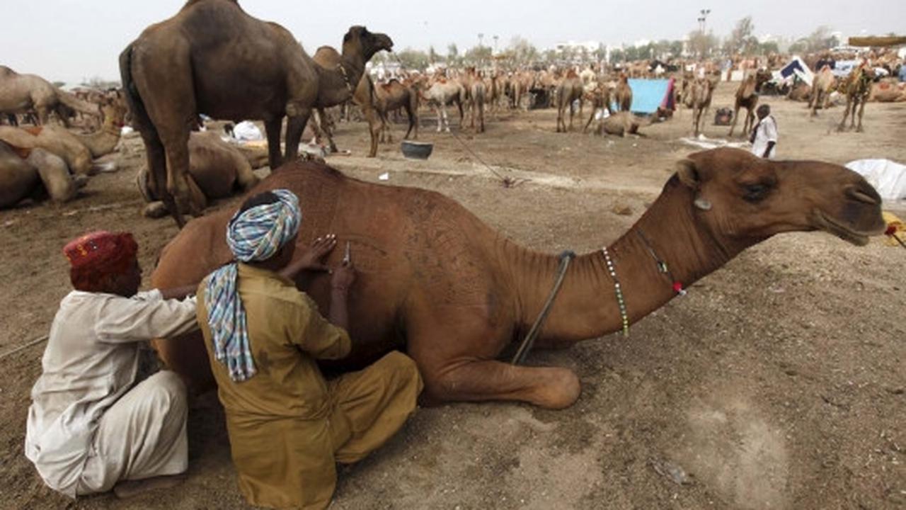 Trik unik pedagang di Pakistan ukir bulu hewan kurban biar laris