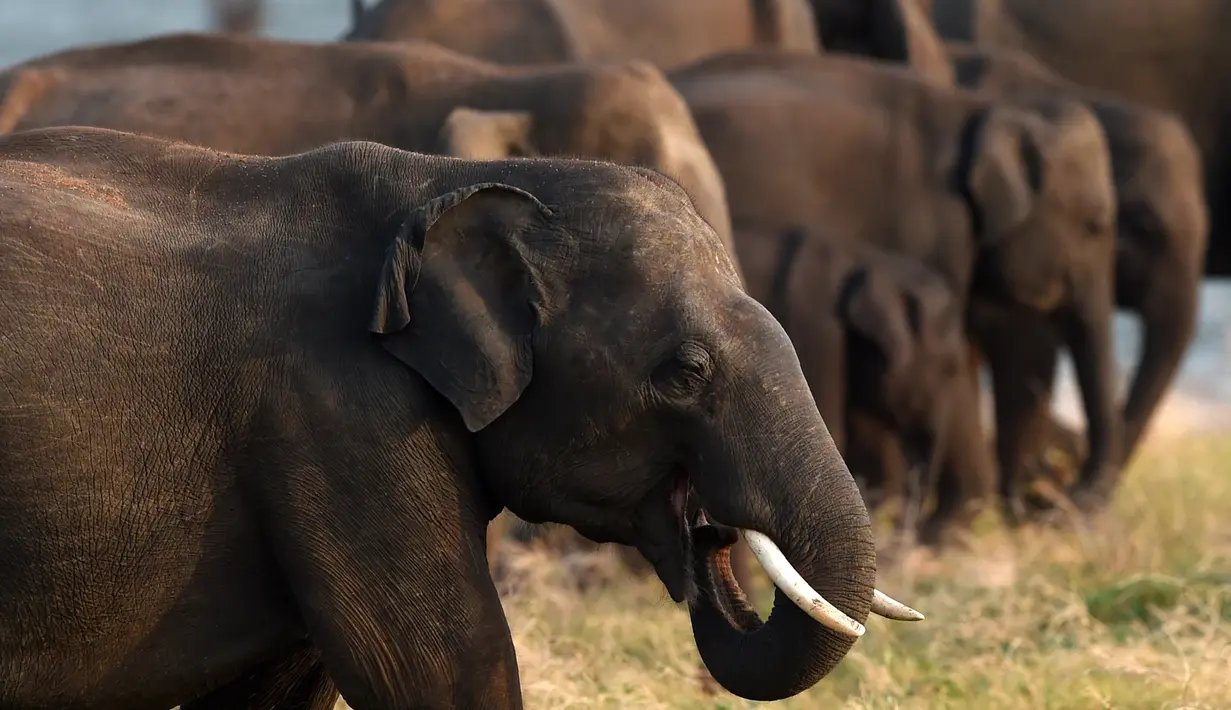 Gajah Sri Lanka memakan rumput di sebuah lapangan di taman nasional Kaudulla, Habarana, 30 Juli 2018. Secara umum taman Nasional ini memiliki 24 spesies mamalia, 25 spesies reptil, 26 jenis ikan, dan 160 spesies burung. (AFP PHOTO/ISHARA S. KODIKARA)