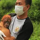 Seperempat Abad Jatuh Bangun Selamatkan Orang Utan