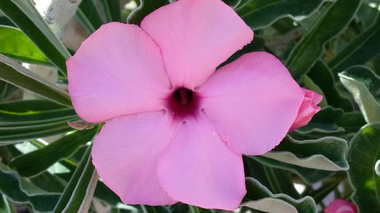 7.	Adenium swazicum.