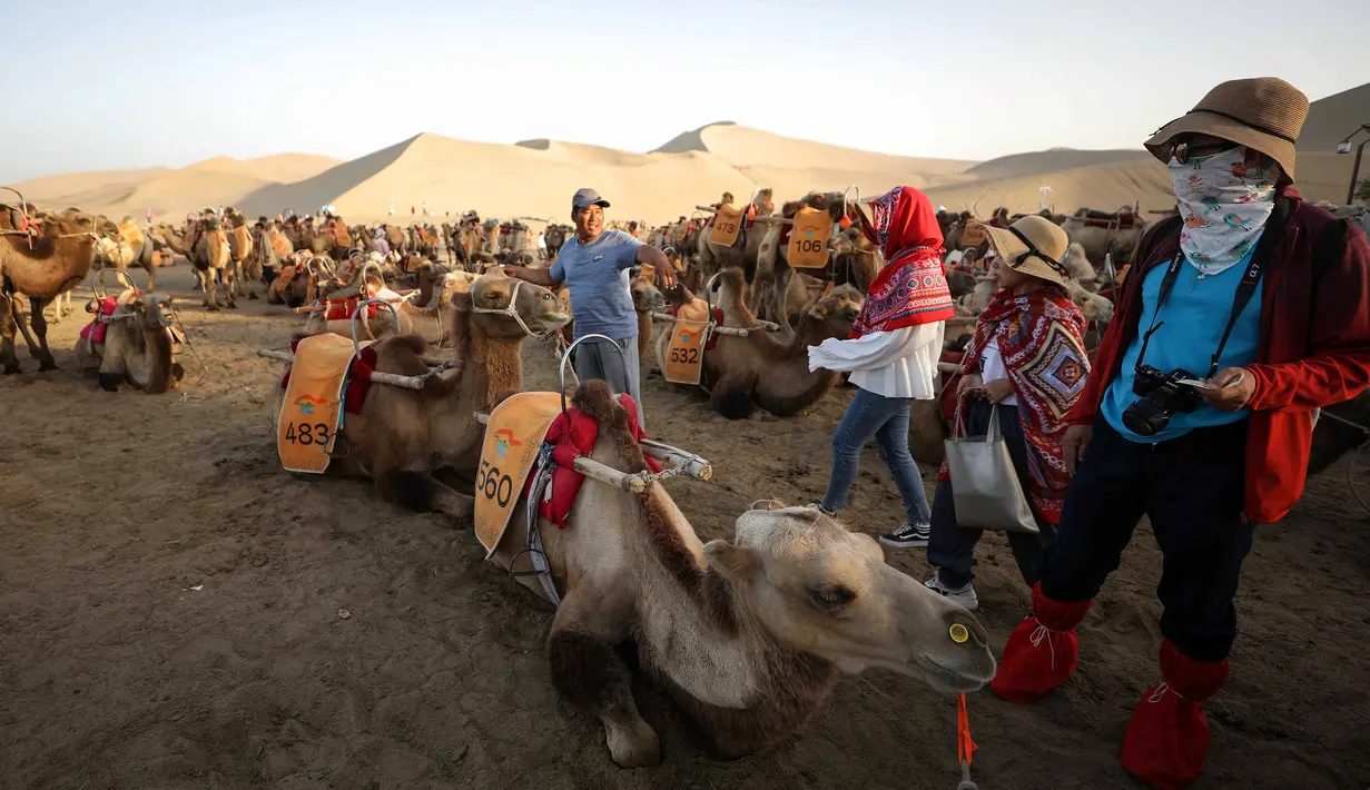 Pemilik unta menunggu wisatawan di padang pasir di Dunhuang di provinsi Gansu di China barat laut (10/8/2019).  Kota tersebut dikenal pada beberapa masa dengan nama Shazhou dan dalam bahasa Uighur, Dukhan. (AFP Photo/Str)