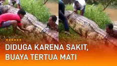 Nampak ada 5 orang pria menarik dari bagian depan dan kepalanya sedangkan satu orang lainnya mengangkat bagian ekornya yang masih berada di kolam.