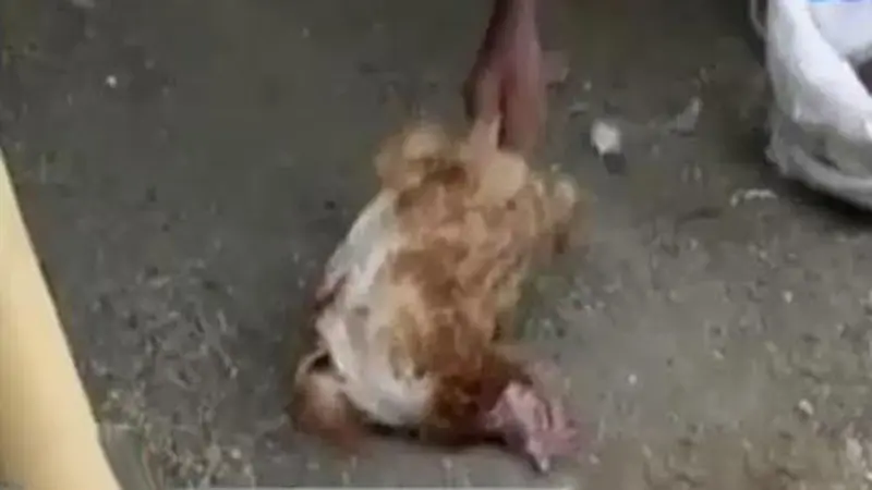 Segmen 4: Ribuan Ayam Mati Mendadak hingga Kulit Kabel di Bandung