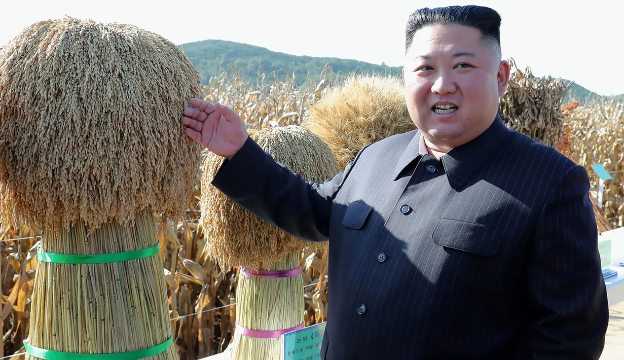 Gambar yang dirilis pada 9 Oktober 2019, pemimpin Korea Utara, Kim Jong-un memeriksa hasil panen saat mengunjungi Pertanian No. 1116 dari KPA Unit 810 di lokasi yang dirahasiakan. Ini merupakan penampilan perdana Kim sejak perundingan nuklir dengan AS tidak mencapai titik temu. (KCNA VIA KNS/AFP)