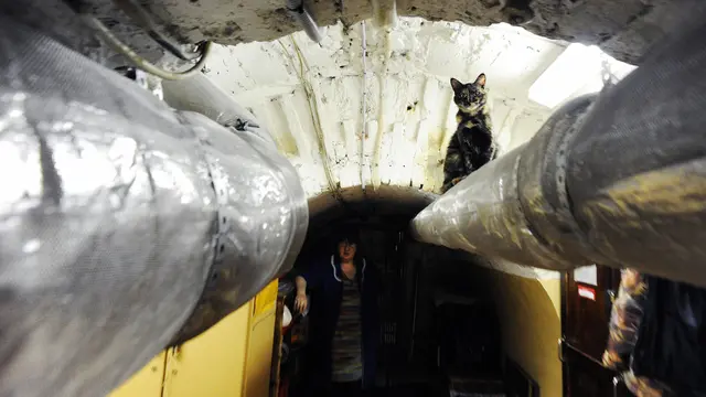 2015105-Unik, Kucing Ini Jadi Penjaga Museum di Rusia