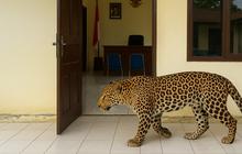 Fakta Menarik Macan Tutul, Binatang yang Kabur dari Lembang Park and Zoo