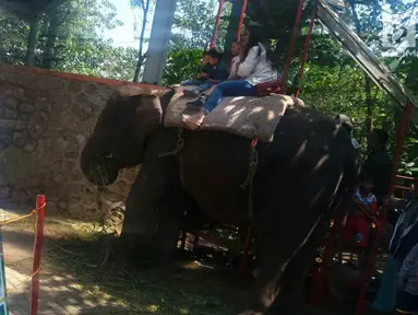 Pengunjung berfoto dengan gajah di Taman Margasatwa Semarang, Sabtu (16/6). Hari kedua lebaran, warga bertamasya ke Taman Margasatwa Semarang di Daerah Mangkang Semarang. (Liputan6.com/Gholib)