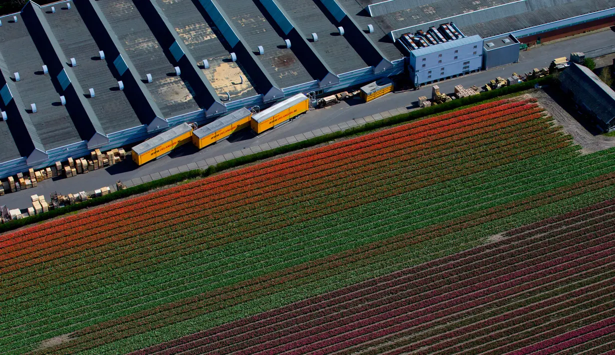 Pandangan udara ladang bunga tulip di Keukenhof, Lisse, Belanda, Rabu (10/4). Terdapat jutaan bunga tulip di ladang ini. (AP Photo/Peter Dejong)
