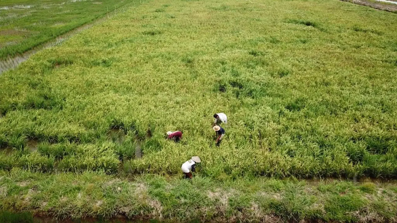 Food Estate.