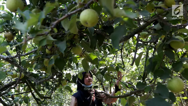 Serunya Wisata Memetik Apel Malang dari Pohonnya