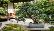 7 Cara Membentuk Bonsai Serut agar Tetap Pendek, Teknik Pemangkasan dan Pengawatan