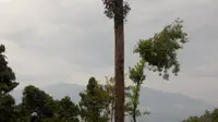 Gunung Rumput di perbatasan Indonesia dan Malaysia. (Dok:&nbsp;https://www.gunungbagging.com/berumput/)