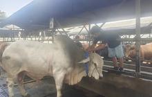 Ini Syarat Wajib yang Harus Dimiliki Pedagang Hewan Kurban di Depok