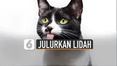 Tentunya kucing bukan sedang menirukan tingkah anjing, ada alasannya.