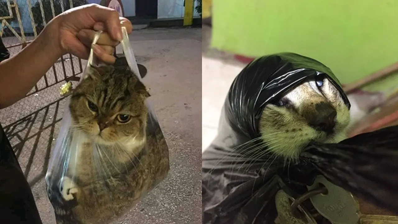 6 Kelakuan Nyeleneh Kucing saat di Dalam Plastik Ini Bikin Ketawa Geli