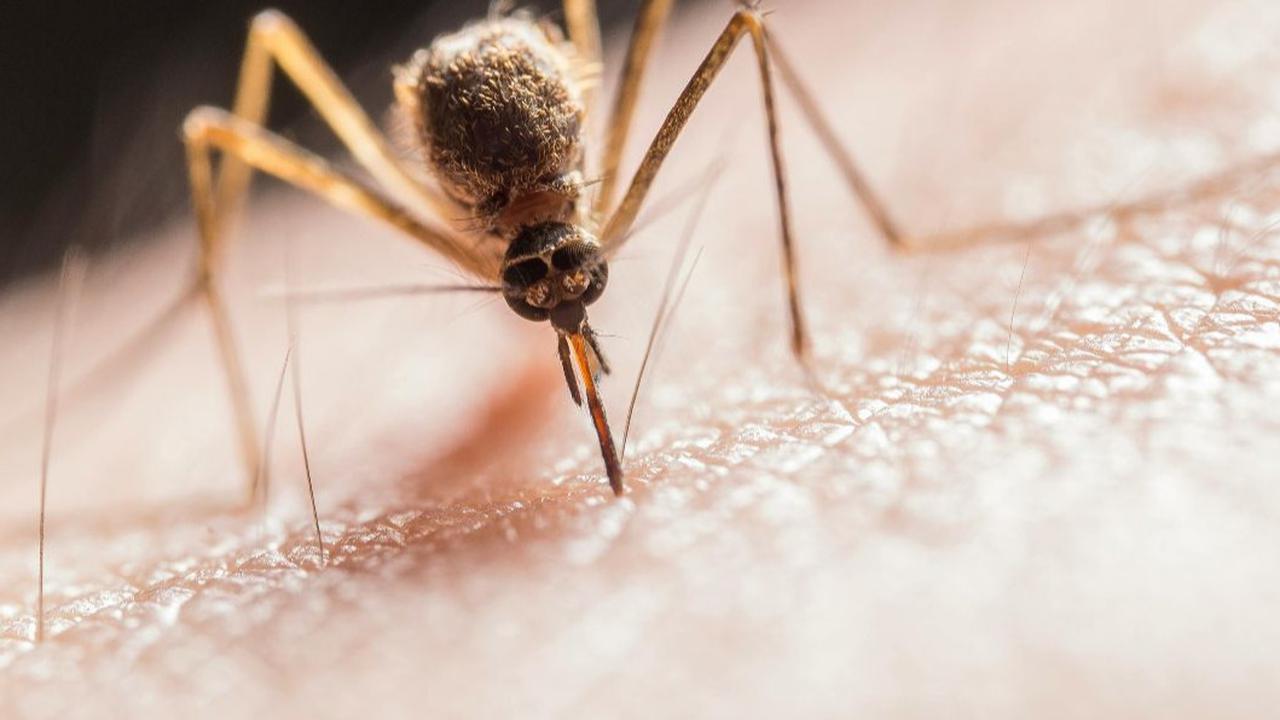 malaria