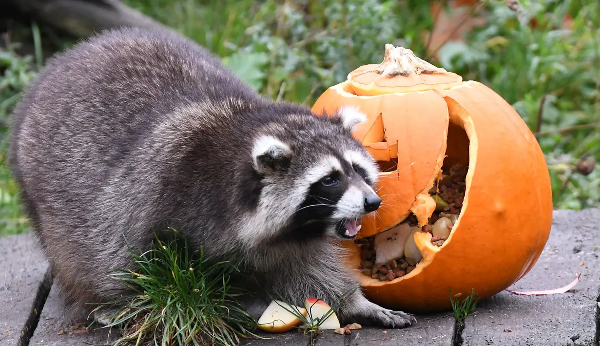 Seekor rakun berjalan di samping labu berisi makanan saat perayaan Hari Halloween di kebun binatang di Hanover, Jerman, Kamis (25/10). (Peter Steffen/dpa/AFP)