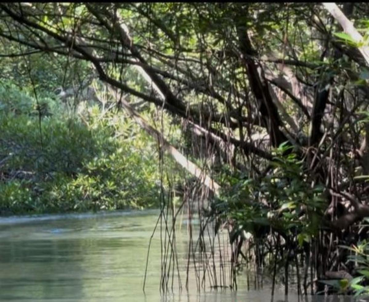 Menjaga Ekosistem Pantai Bali: Kisah Sukses Konservasi Mangrove dan Ekowisata