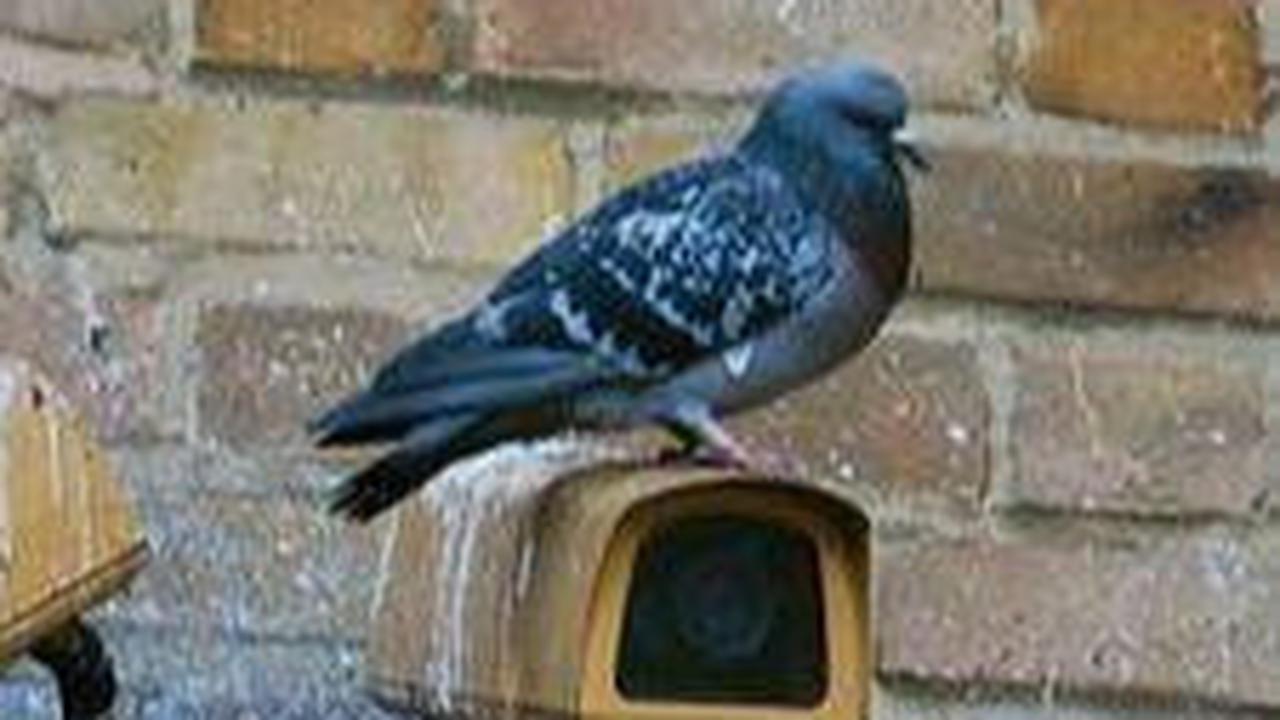 Indian Police Arrest A Pigeon Bird Because They Think It Is A Chinese Spy!