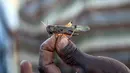 Seorang petani memperlihatkan jenis belalang yang menyerang Madagaskar (AFP Photo/Rijasolo).