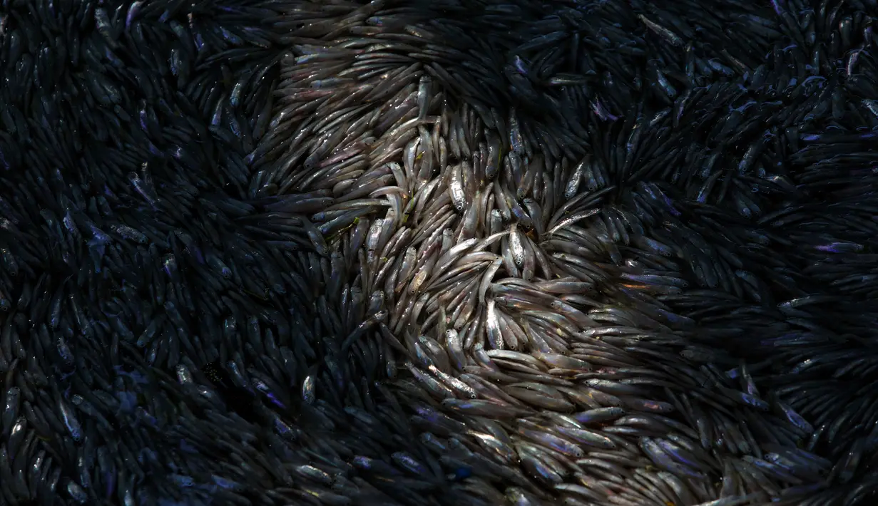 Ribuan ikan mati membusuk dan mengapung di Laguna Rodrigo de Freitas, Rio de Janeiro, Brasil, Jumat (21/12). Laguna itu menjadi tuan rumah bagi beberapa acara selama pertandingan Olimpiade 2016 dan merupakan daya tarik wisata. (AP/Silvia Izquierdo)