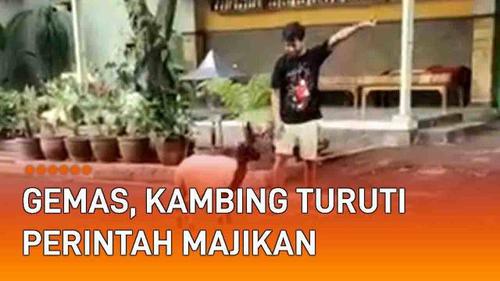 VIDEO: Gemas, Kambing Turuti Perintah Majikan bak Anjing Peliharaan