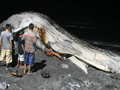 Orang-orang mengamati bangkai paus bungkuk yang muncul di pantai Las Flores di La Libertad, El Salvador, Jumat (5/11/2021). Ini adalah kedua kalinya tahun ini seekor paus bungkuk ditemukan mati di sebuah pantai di El Salvador. (Sthanly ESTRADA / AFP)