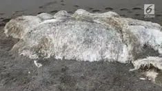 Penduduk sebuah desa menemukan makhluk misterius terdampar di pantai timur Rusia. Bangkai makhluk misterius berukuran raksasa itu menimbulkan bau yang menyengat.