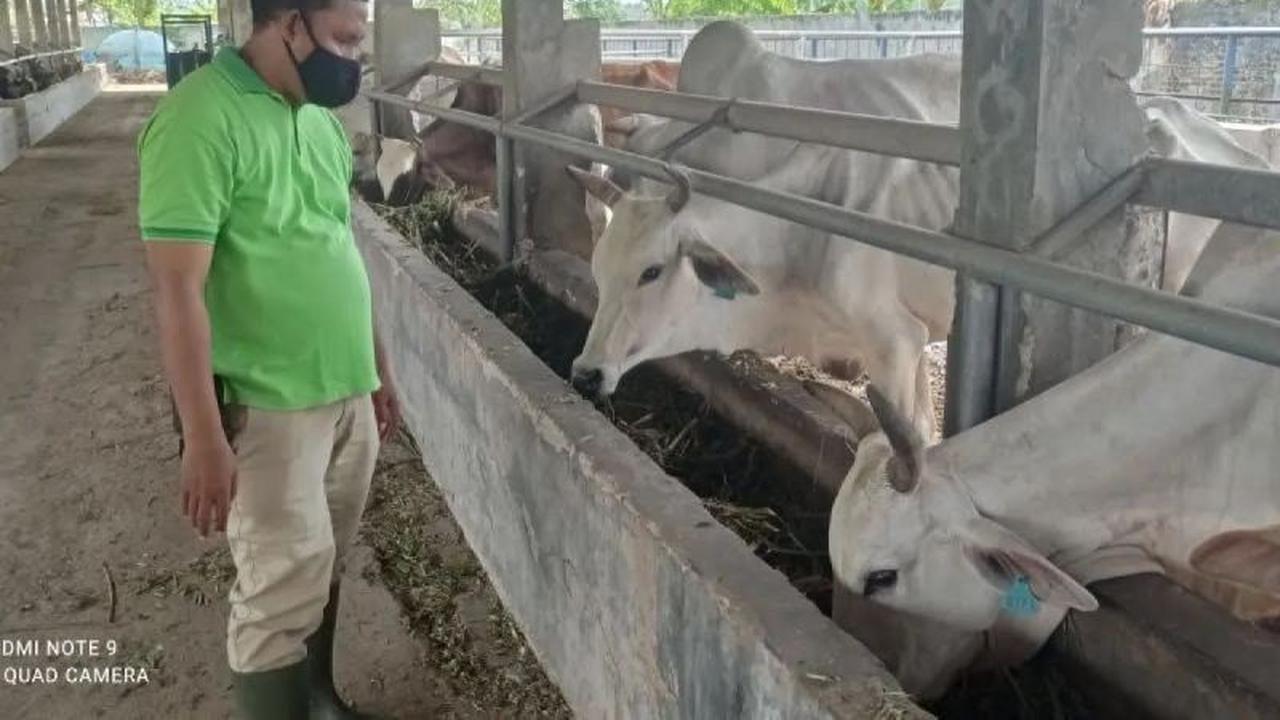 Disnakeswan Lebak Gencarkan Pemeriksaan Hewan Kurban Jelang Idul Adha 2026, Jamin Kesehatan Masyarakat