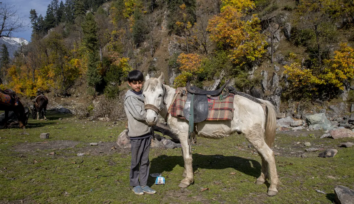 Seorang anak laki-laki Kashmir berpose dengan kudanya yang digunakan untuk perjalanan wisata di Naranag, utara Srinagar, Kashmir yang dikuasai India (31/10/2021). Tempat ini merupakan base camp untuk trekking ke Gunung Haramukh 16.870 kaki (5.142 meter) dan Danau Gangabal. (AP Photo/Dar Yasin)