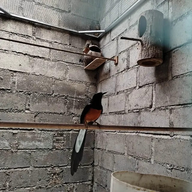 Tips Budidaya Burung Murai Batu Kicau Merdu Ekor Panjang