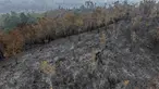 Foto udara ini memperlihatkan lahan yang terdampak kebakaran hutan di Kapuas Hulu, Kalimantan Barat, Jumat, 4 September 2026. (AFP/ Bay Ismoyo)