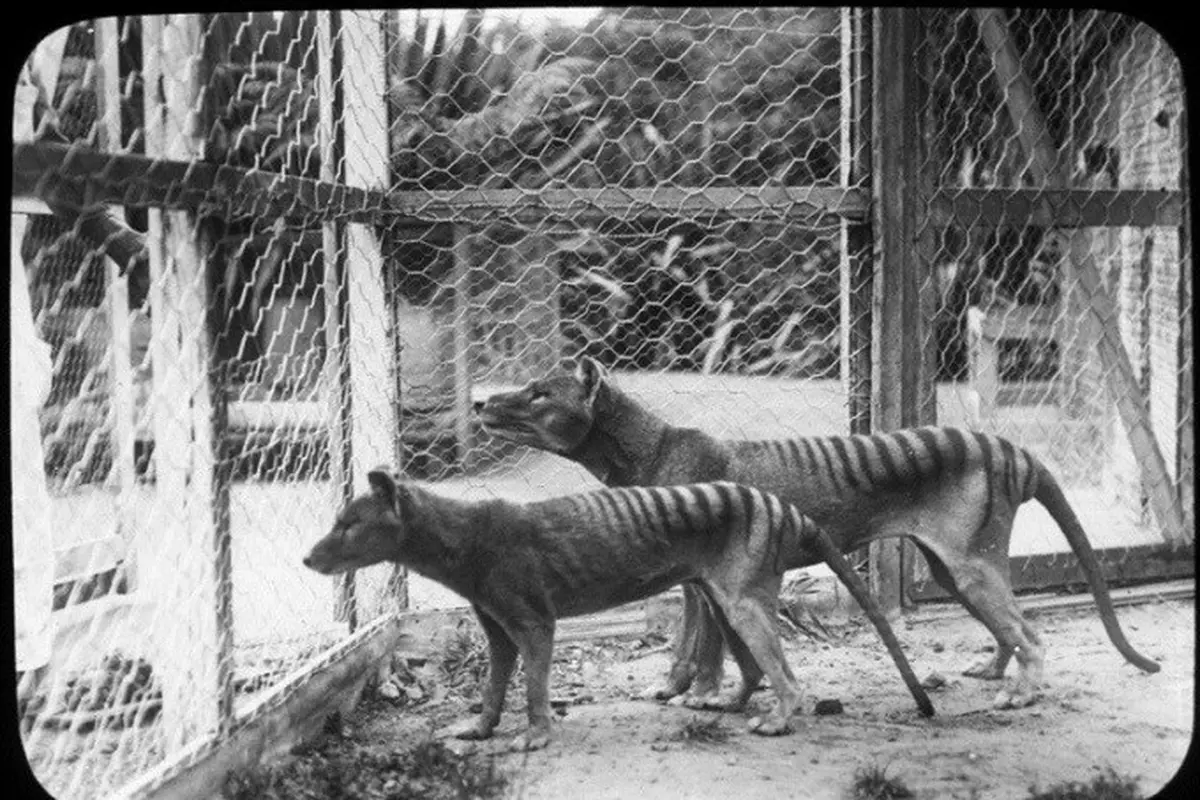 Harimau Tasmania