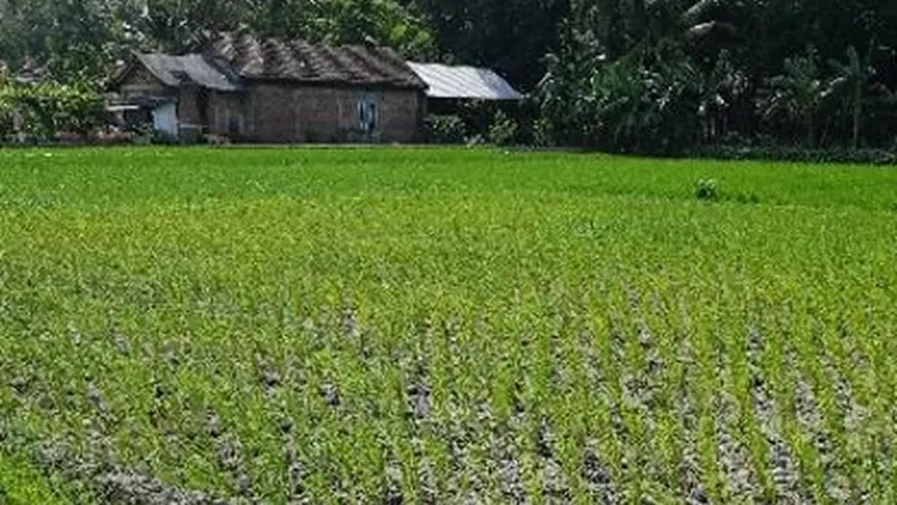 Selain itu, seorang kepala Barantin idealnya memiliki pengetahuan teknis yang banyak.