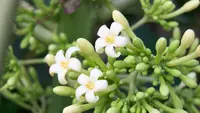 4 Resep Bunga Pepaya Ala Rumahan yang Enak dan Menggugah Selera, Cocok Jadi Variasi Menu Harian
