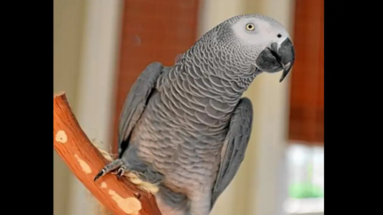 Ditemukan Setelah Hilang 4 Tahun, Burung Beo Ini Bicara Spanyol 