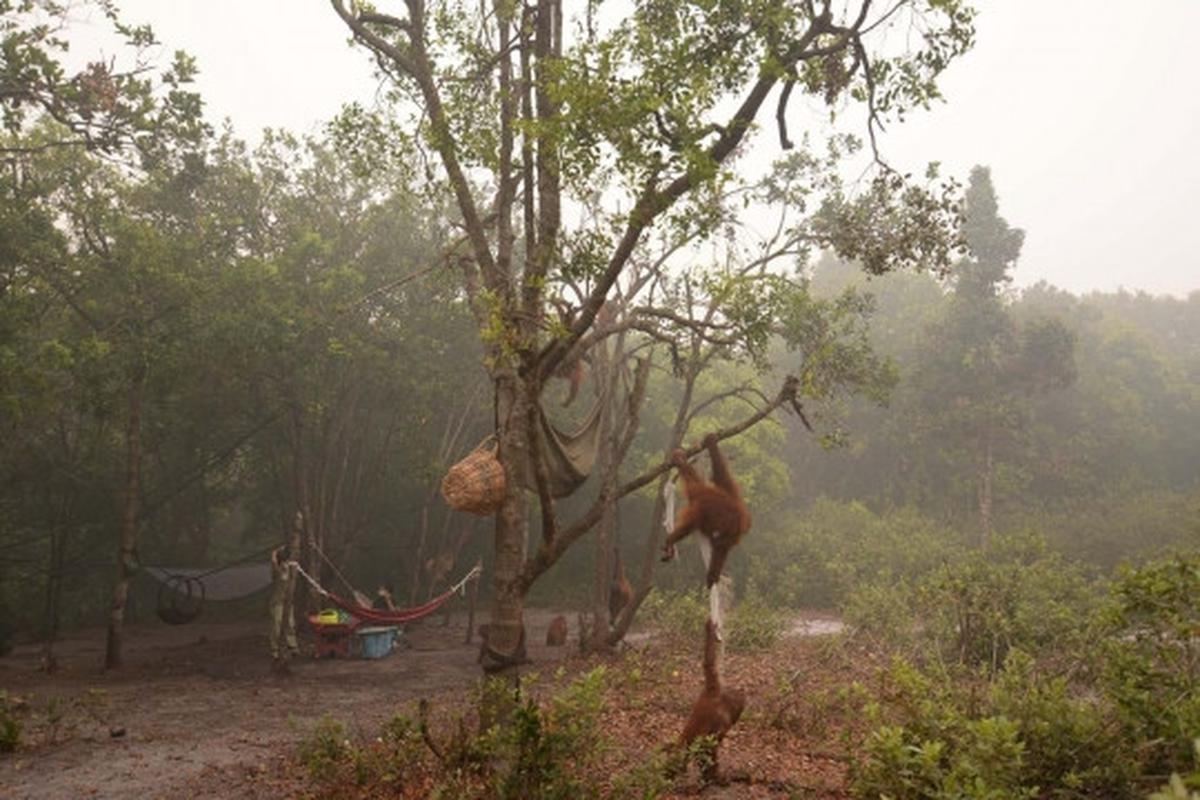 Meratapi kehidupan orang utan di Kalimantan terancam kabut asap