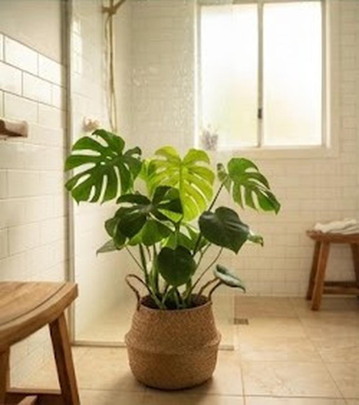 Monstera