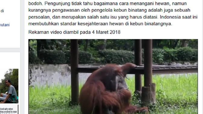 Orangutan Merokok Di Kebun Binatang Bandung Videonya Gemparkan