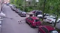 Toyota RAV4 Jadi Sasaran Amuk Gerombolan Anjing