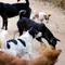 Serangan Anjing Tewaskan Pengelola Tempat Penitipan di Hong Kong