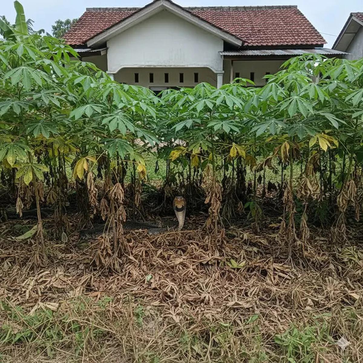 7 Jenis Pagar Tanaman yang Menarik Ular Kobra