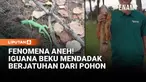 Hal aneh terjadi di Miami, Florida, Amerika Serikat pada awal Februari ini. Iguana beku berjatuhan dari pohon akibat suhu terdingin di Florida dalam 35 tahun terakhir.