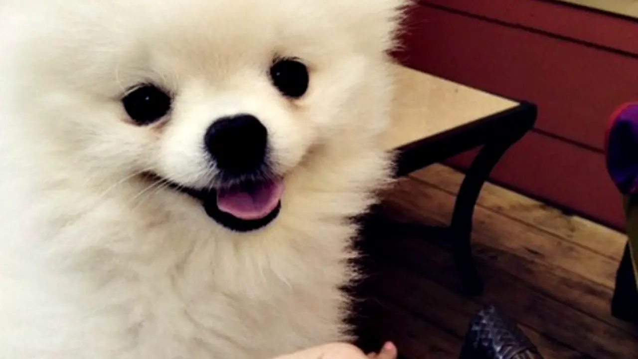 Karena Bersin, Anak Anjing Ini Jadi Bintang Dunia Maya
