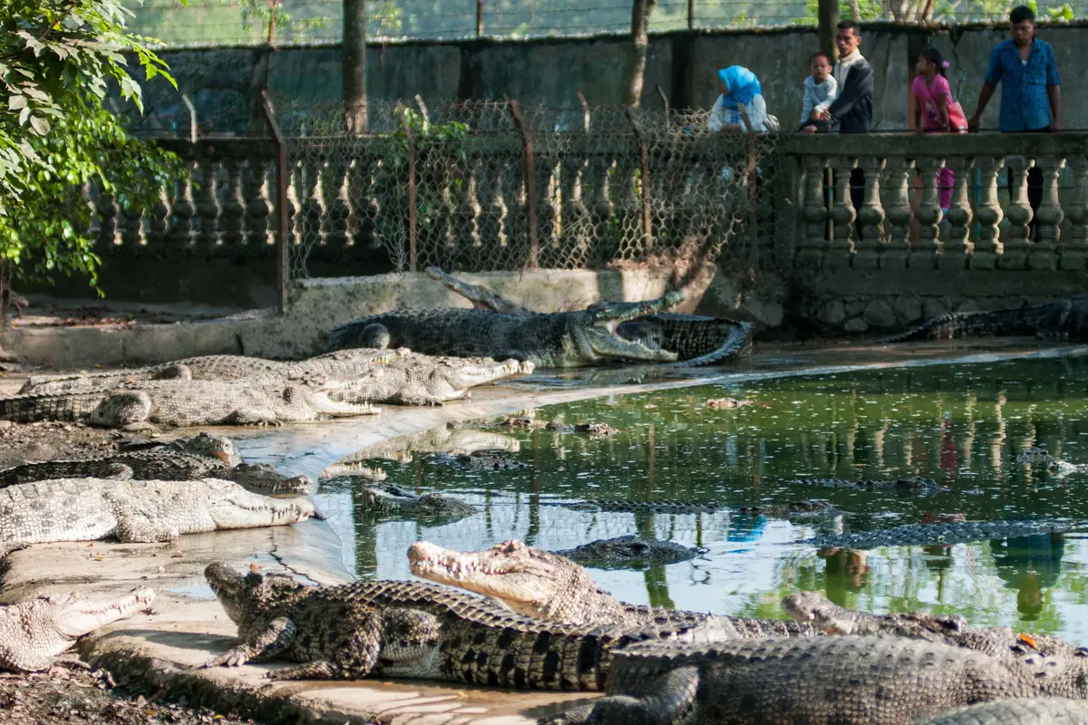 Libur Lebaran, Taman Buaya Jadi Wisata Alternatif di Bekasi