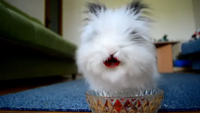 Video Mengejutkan Anak Kelinci Makan Darah!