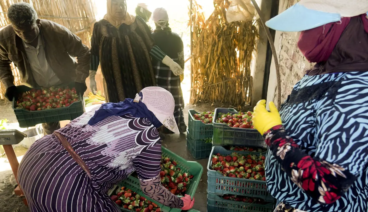 Petani Mesir menimbang kotak stroberi saat panen di sebuah ladang di Toukh, di luar Kairo, Rabu (18/1/2023). Mesir telah memasuki musim panen stroberi musim dingin. (AP Photo/Amr Nabil)