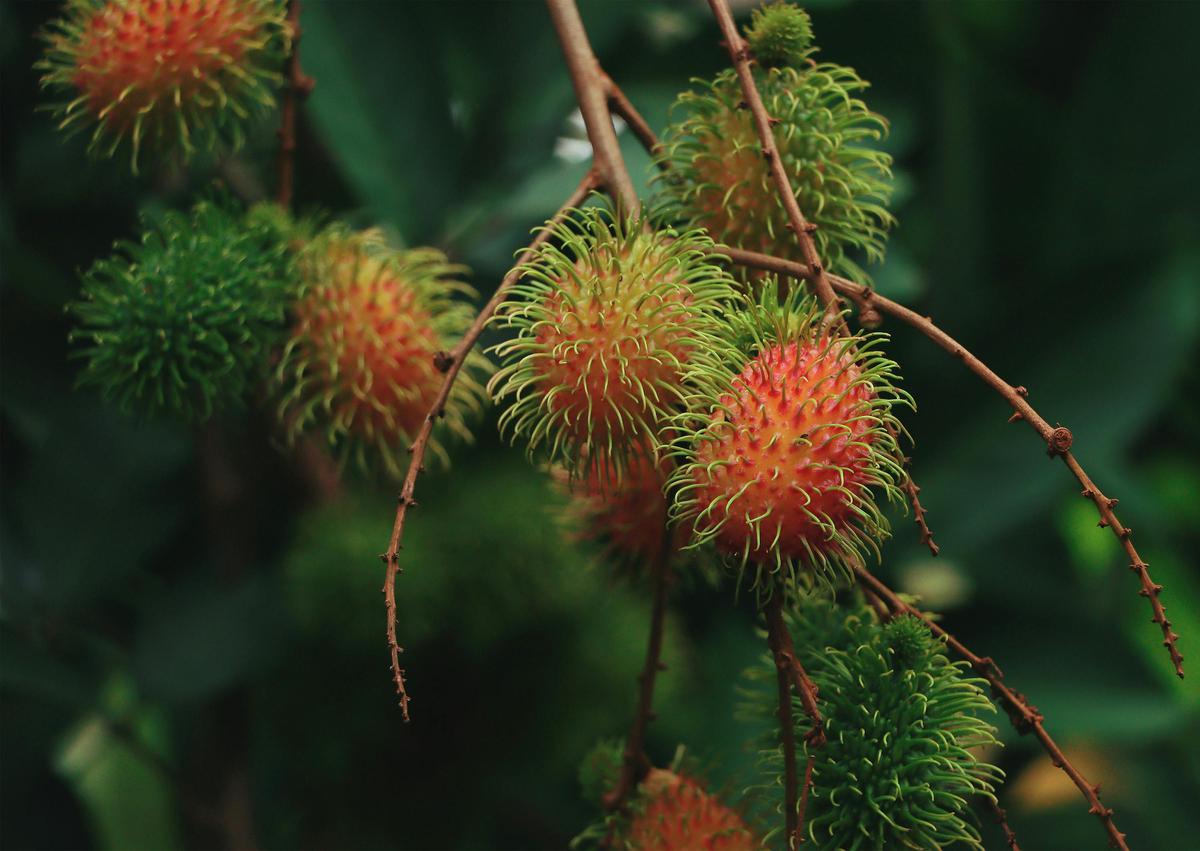 Pohon Rambutan, Tanaman Buah yang Tidak Boleh Ditanam di Depan Rumah