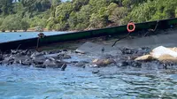 Kapal Pengangkut Limbah Kandas di Perairan Batam, Air Laut Menghitam Timbulkan Bau Tak Sedap