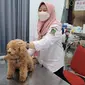 Proses vaksinasi rabies terhadap hewan Anjing di Rumah Sakit Hewan Banyuwangi (Istimewa)